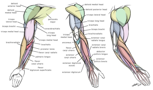 Drawing Arm Anatomy Diagram with Terminology Drawing Arm Anatomy Diagram with Terminology